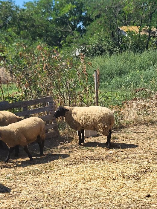 Vând mieluță suffolk
