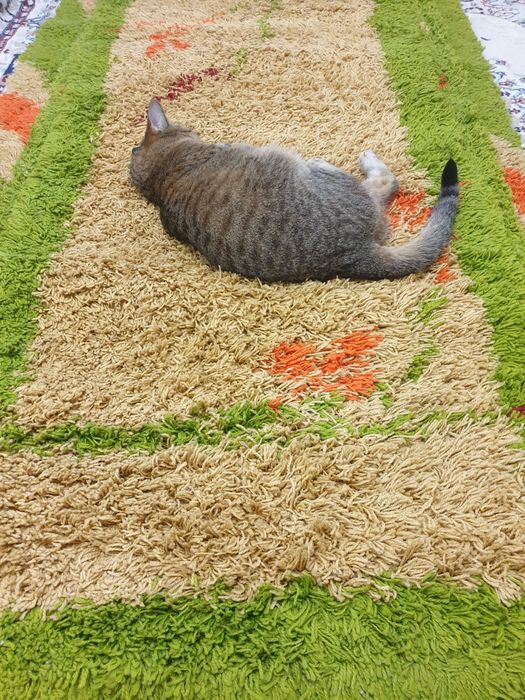 Ковёр  Травка, ковёр лапша