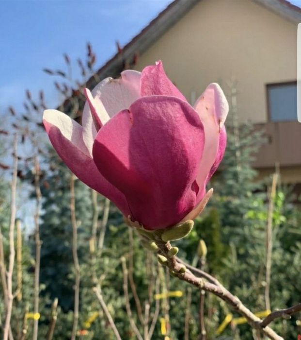 vindem magnolii albe/mov/roz/galbene/albastre