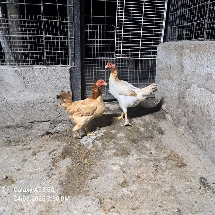 Продам 2 Курицы молодые