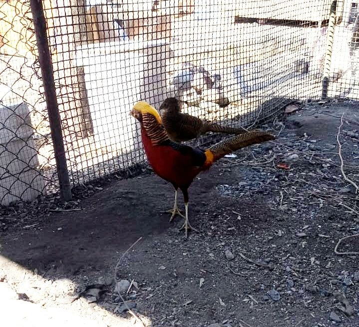 Продам фазанов,пара