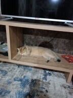 Mushuk sotiladi shinshila toza qon ny11