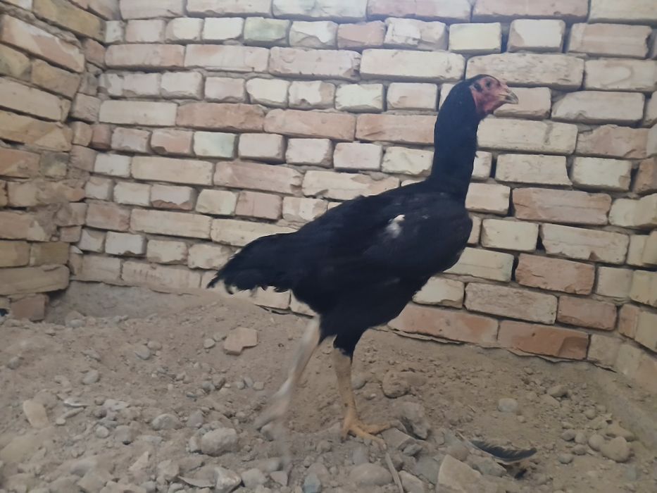 О шамо калуга тауығы сатылады