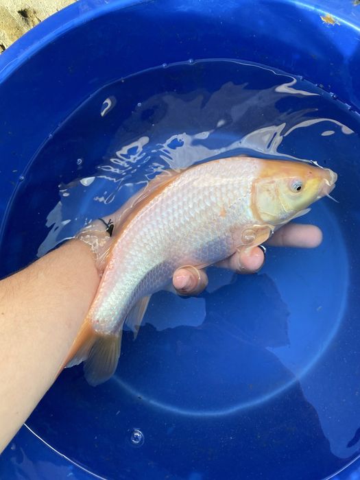 Crapi koi voalati preturi mici