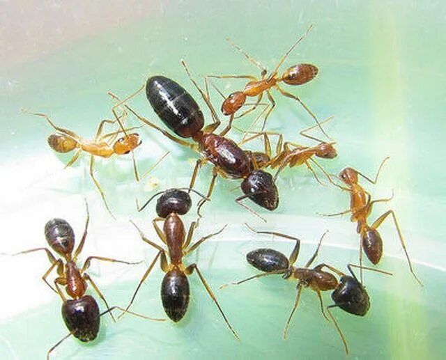 Муравьи Camponotus Pseudoirritans