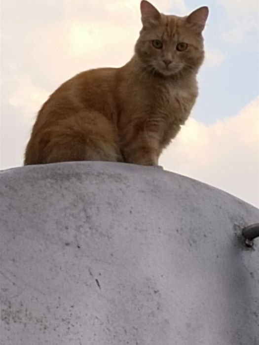 Откачка септика!!!