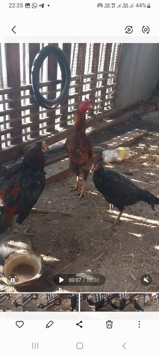 Дакан с даканкой