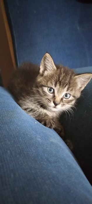 Отдам котят в хорошие руки