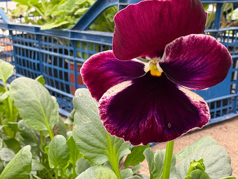 Теменужки в табли