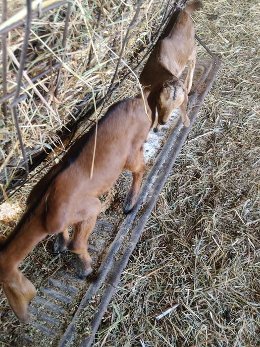 Козлята , самцы, 2 шт нубийцы