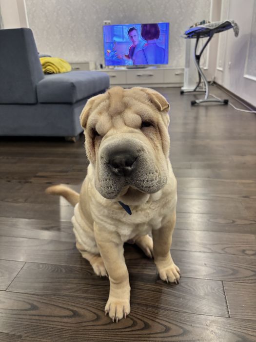 Шарпей, 4 месяца