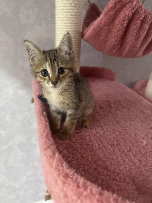Отдам в добрые руки котята