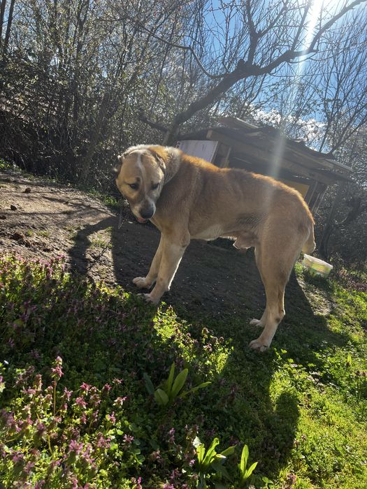 Куче алабай.           .