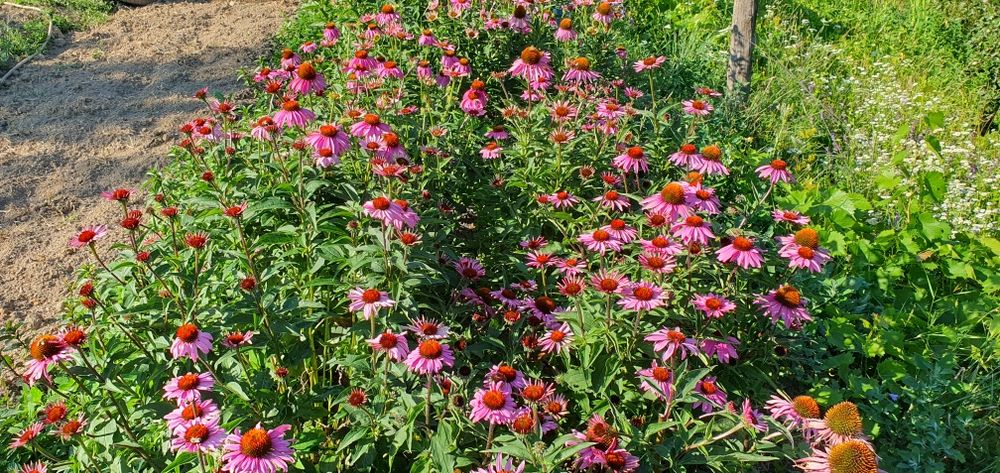 Vând echinacea zona de munte