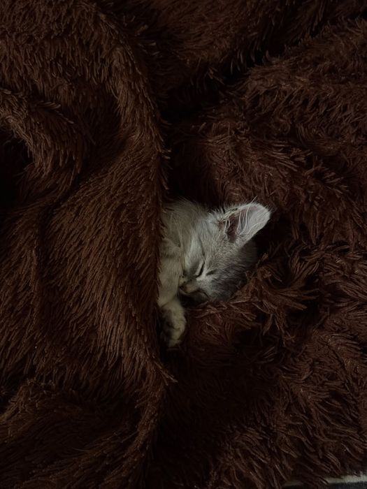 Котенок 3.5 месяца