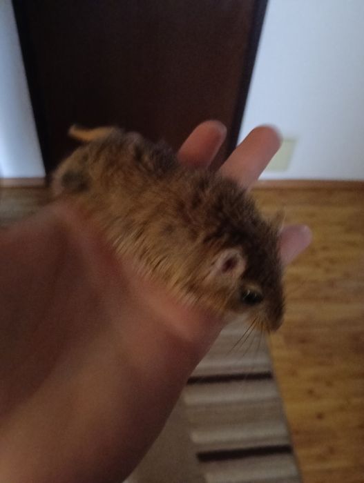 Veveriță gerbili și hamsteri pitici (băieței )