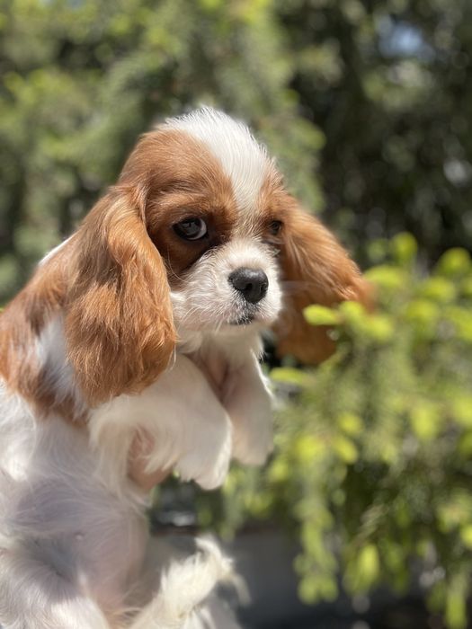 Кавалерчики спаниельки