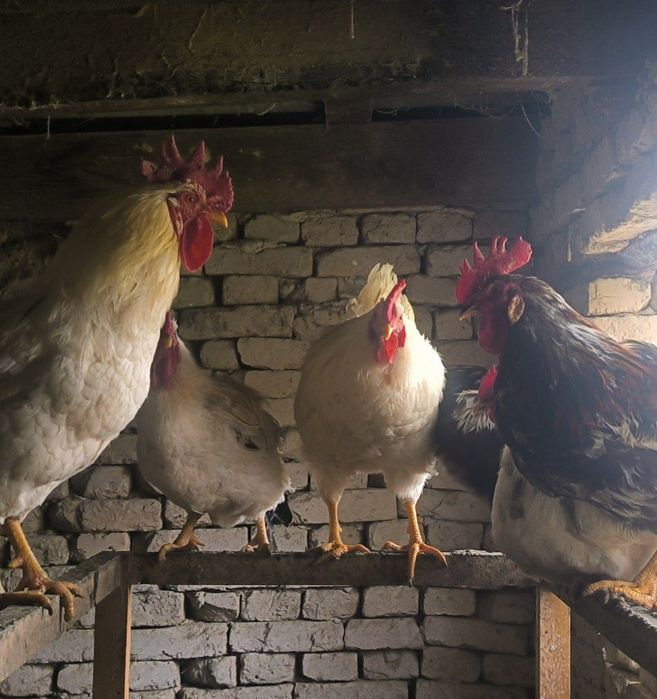 Питухи, в наличии 8 штук