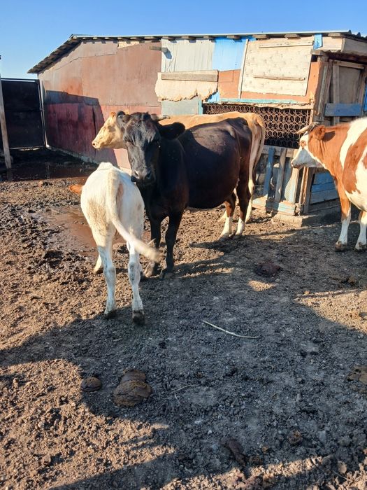 Продам корову с теленком