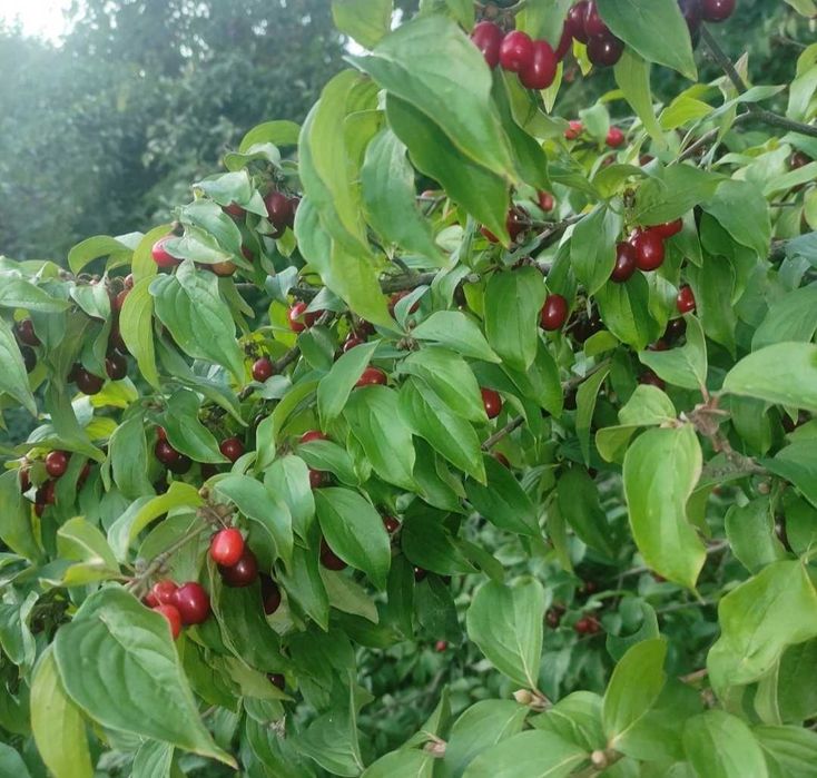 Экологический чистый Кизил со своего сада.