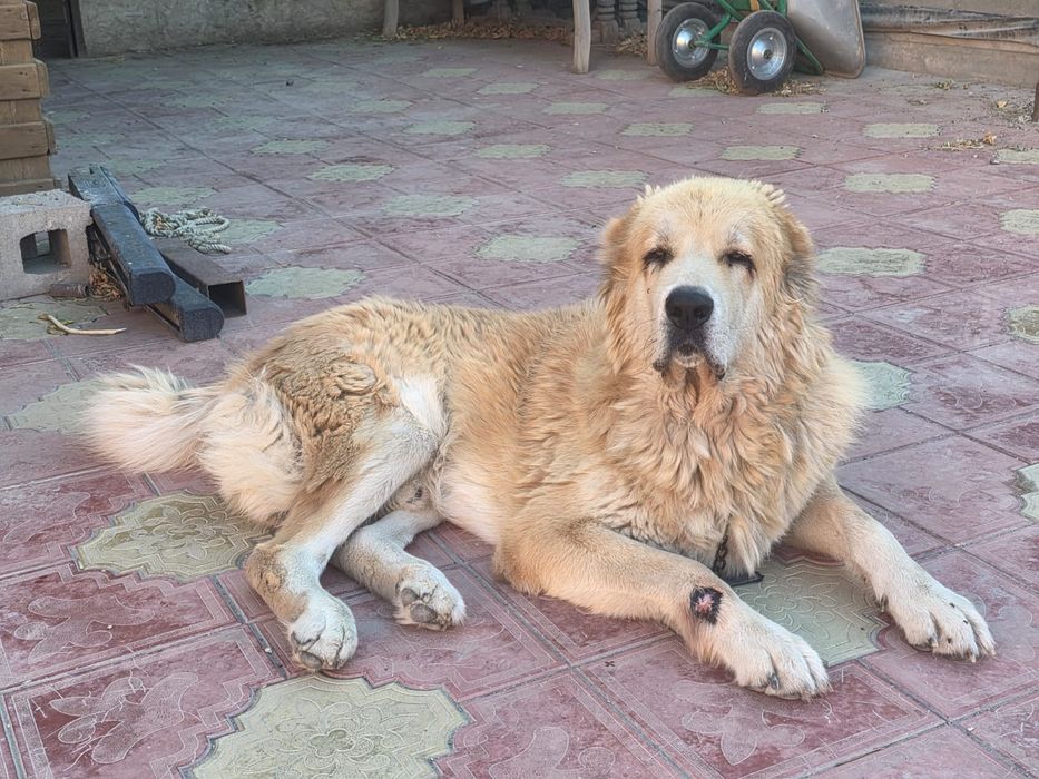 Тобет, кобель, 8 лет..