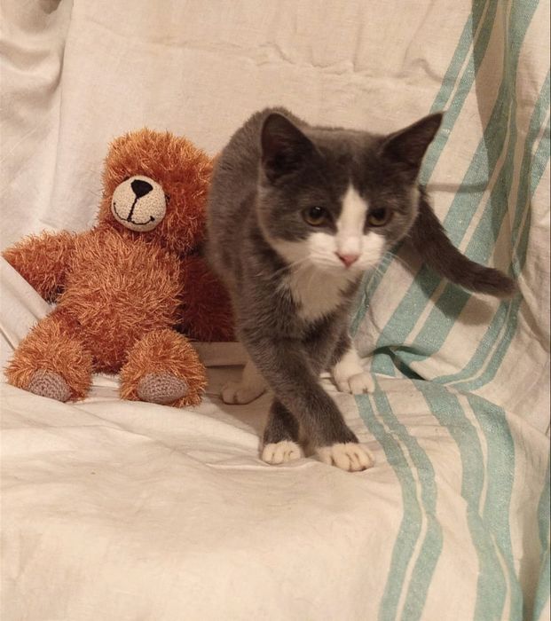 Котенок Граф мальчик 5месяцев