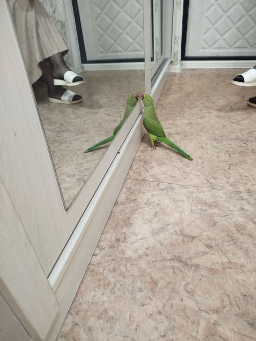 Продам ожерелового попика.