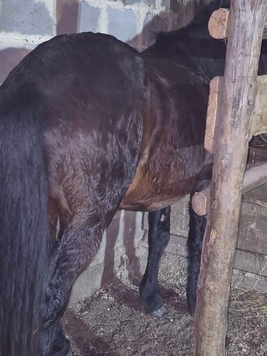 Продам жеребец 7 лет