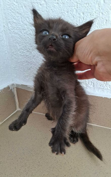 Adoptie pisica puibde pisica motanel Minisor