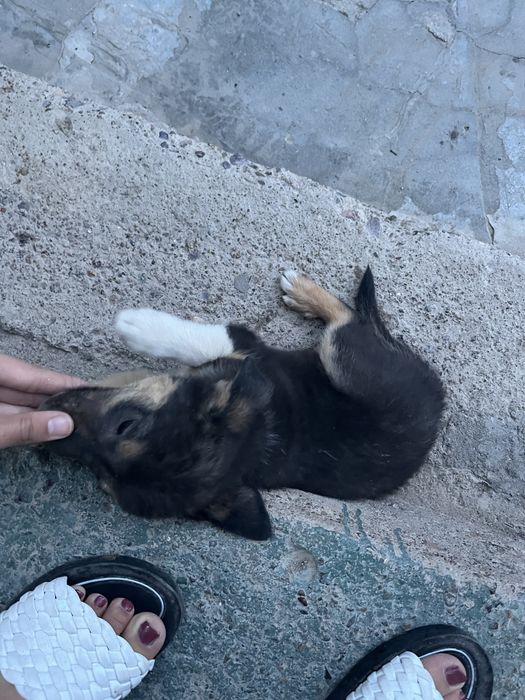 Продается  щенок