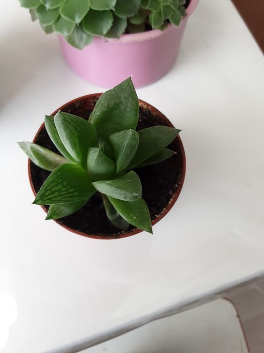 Комнатные цветы.