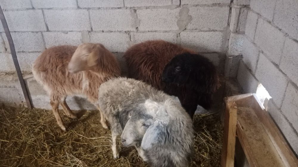 Ұрғашы үш тоқтылар сатылады