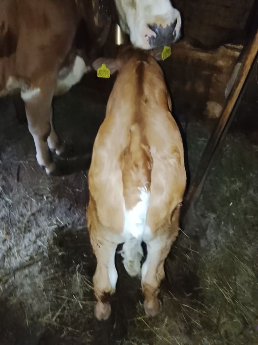 Vând vițel bălțat