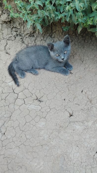 Скотч страйт котята