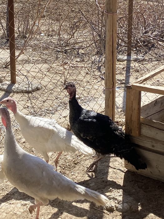 Тез арада сатылмда…………………………………………………..