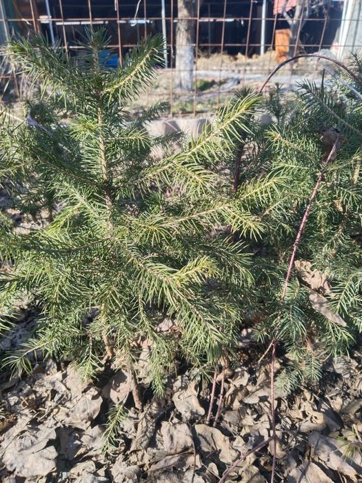 Ёлочки 11шт , крымская сосенки 7шт, смородина и т. Д