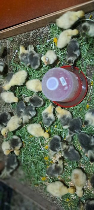 Boboci de gasca, oua de incubat si gaste.