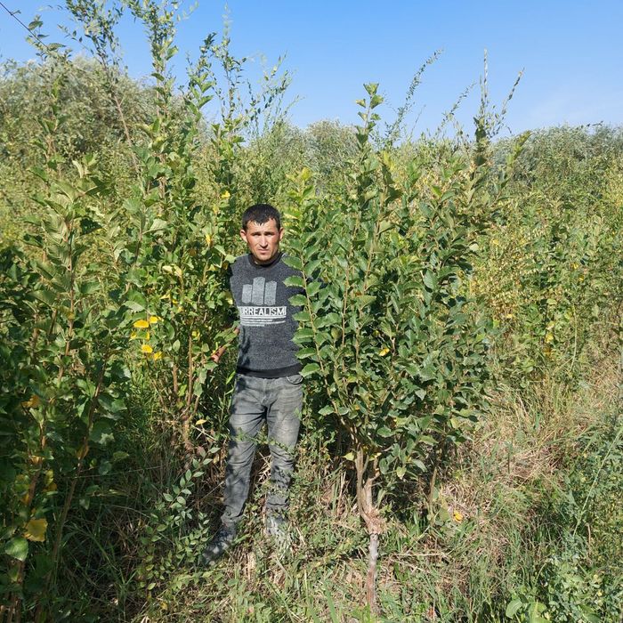 Manzarali daraxtlar tez va arzon narxlarda sotiladi