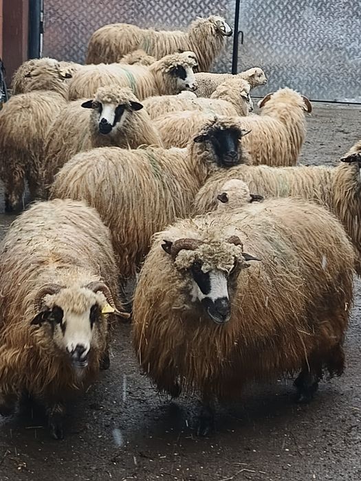 Vând 12 oi țurcane