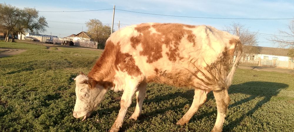 Продаю корову с теленком