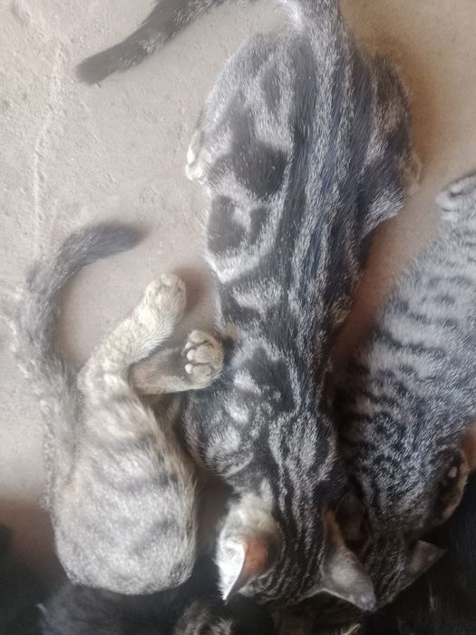 Продаём котят 5 месяцев им