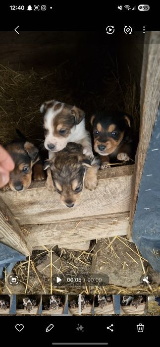 Disponili catei de vanatoare