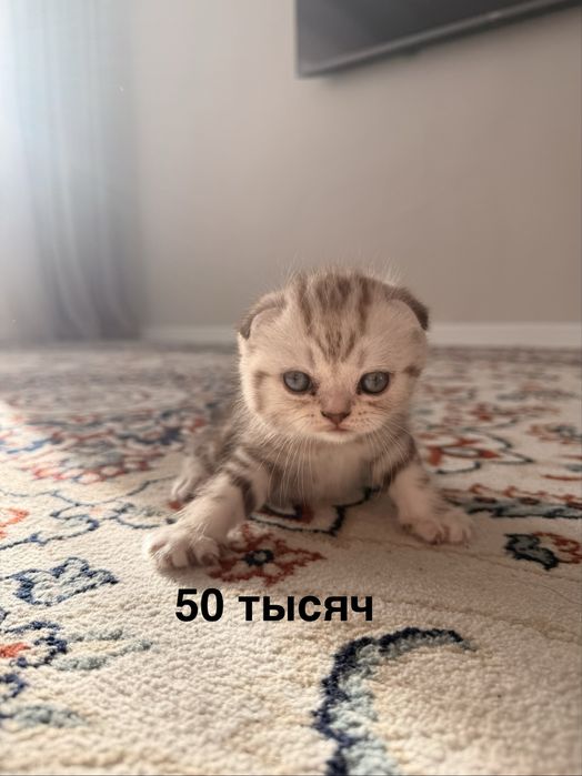 Продам пордистых котят