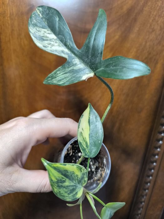 Продам филодендрон Маска вариегатная, комнатный цветок