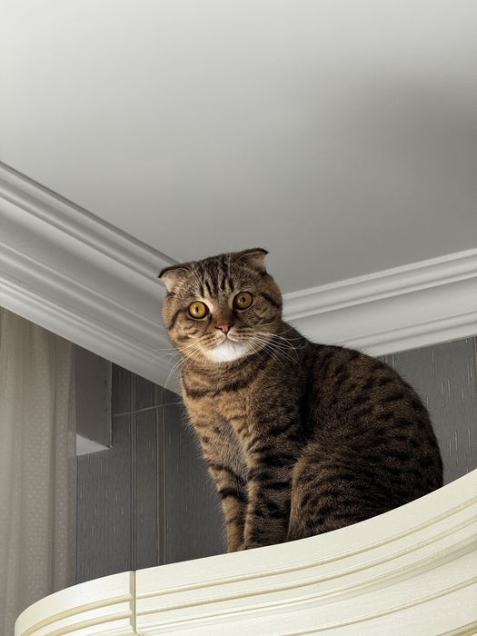 Отдам кота в хорошие руки!
