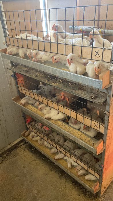 Клетки для бройлеров