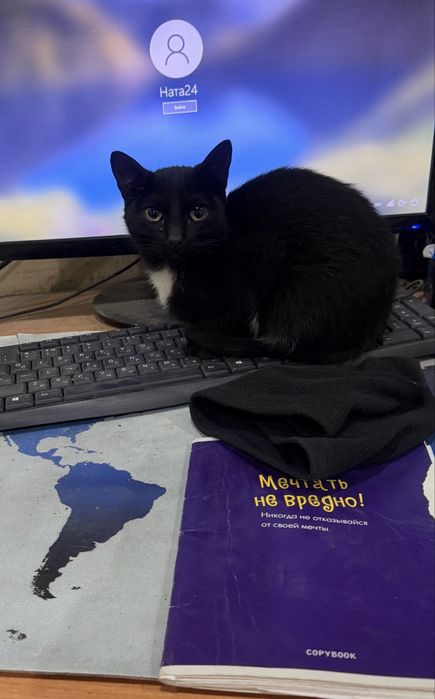 Дарю котенка ,мышиловка