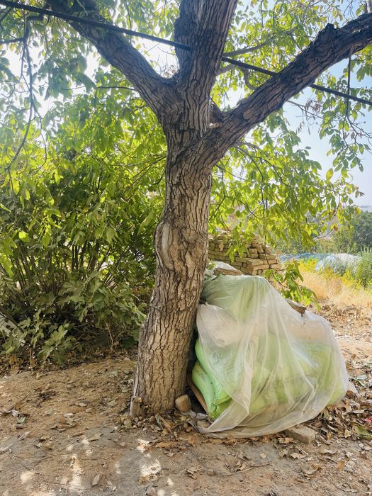 Ёнгок дарахти сотилади