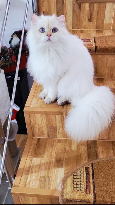 British Longhair baiat superb pedigree
