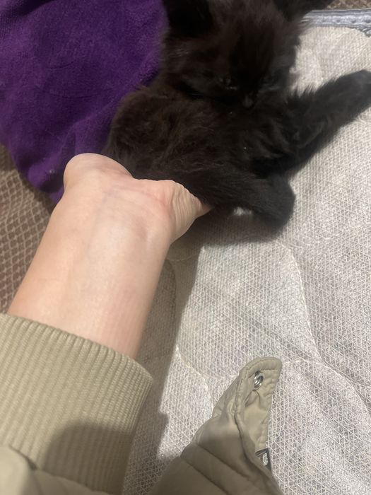 Малинки котик бесплатно